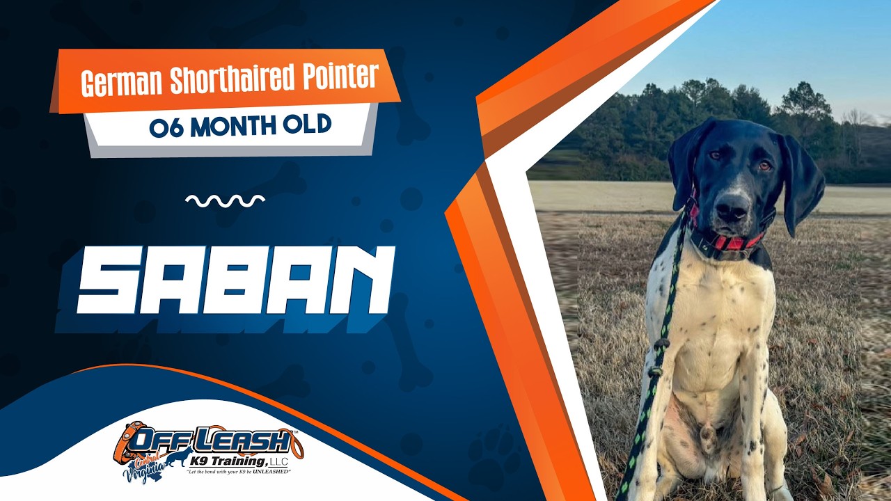 German Shorthaired Pointer || 6 months old || Saban || Best Dog Trainers in VA