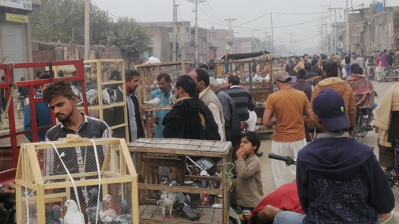 Gujranwala Flying Racing Pigeons Market Updates Best Rampori Kabootar🕊️🕊️