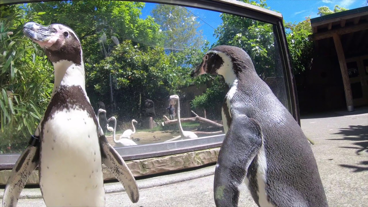 Penguins Nacho And Goat Walk With Flamingos