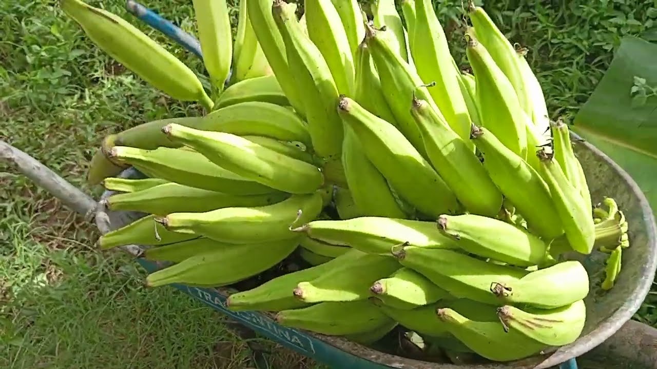 Colheita de banana da terra
