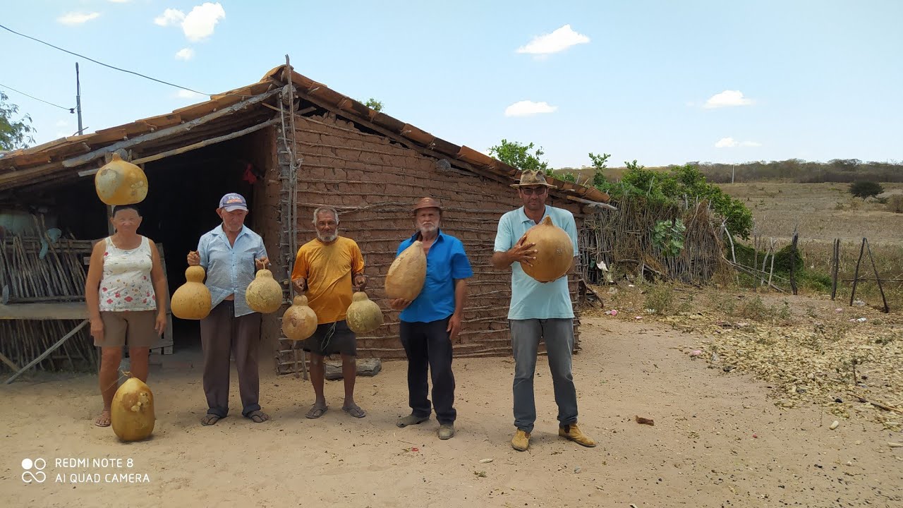 COLHEITA DE CABAÇAS NO SERTÃO NORDESTINO DO BRASIL