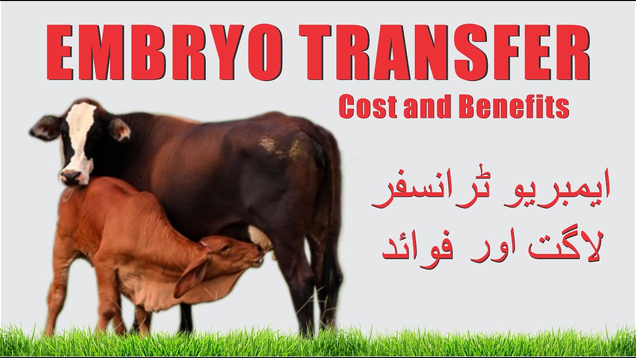 IVF - Embryo Transfer (Cost and Benefits) best semens in Pakistan