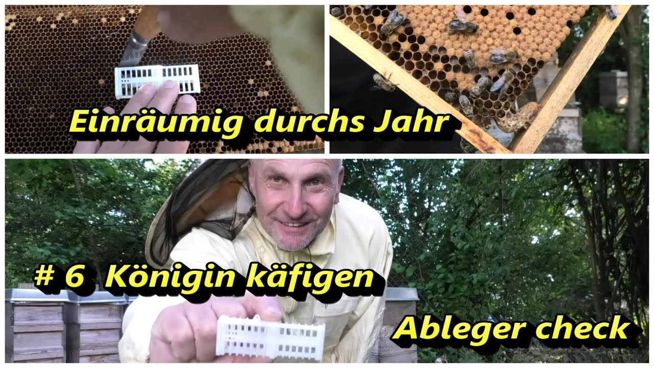 Einräumig durchs Jahr #6 Königin käfigen, Ableger check