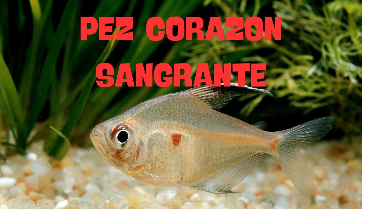 #pezcorazonsangrante pez corazon sangrante eritroskima Hyphessobrycon