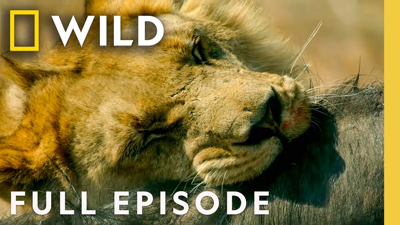 Royal Family Rivalries (Full Episode) | Savage Kingdom Compilation | Nat Geo Animals