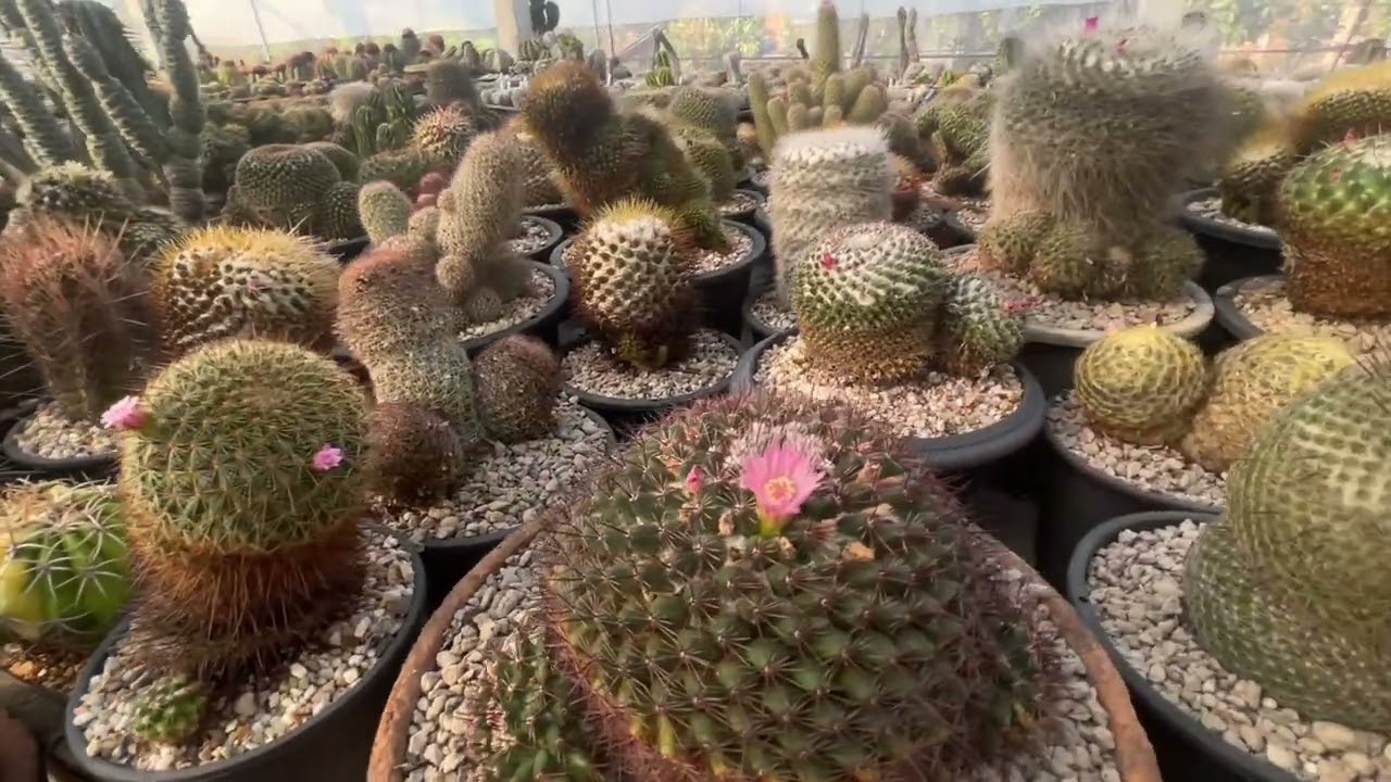 Relaxing in Cactus Nursery 😊