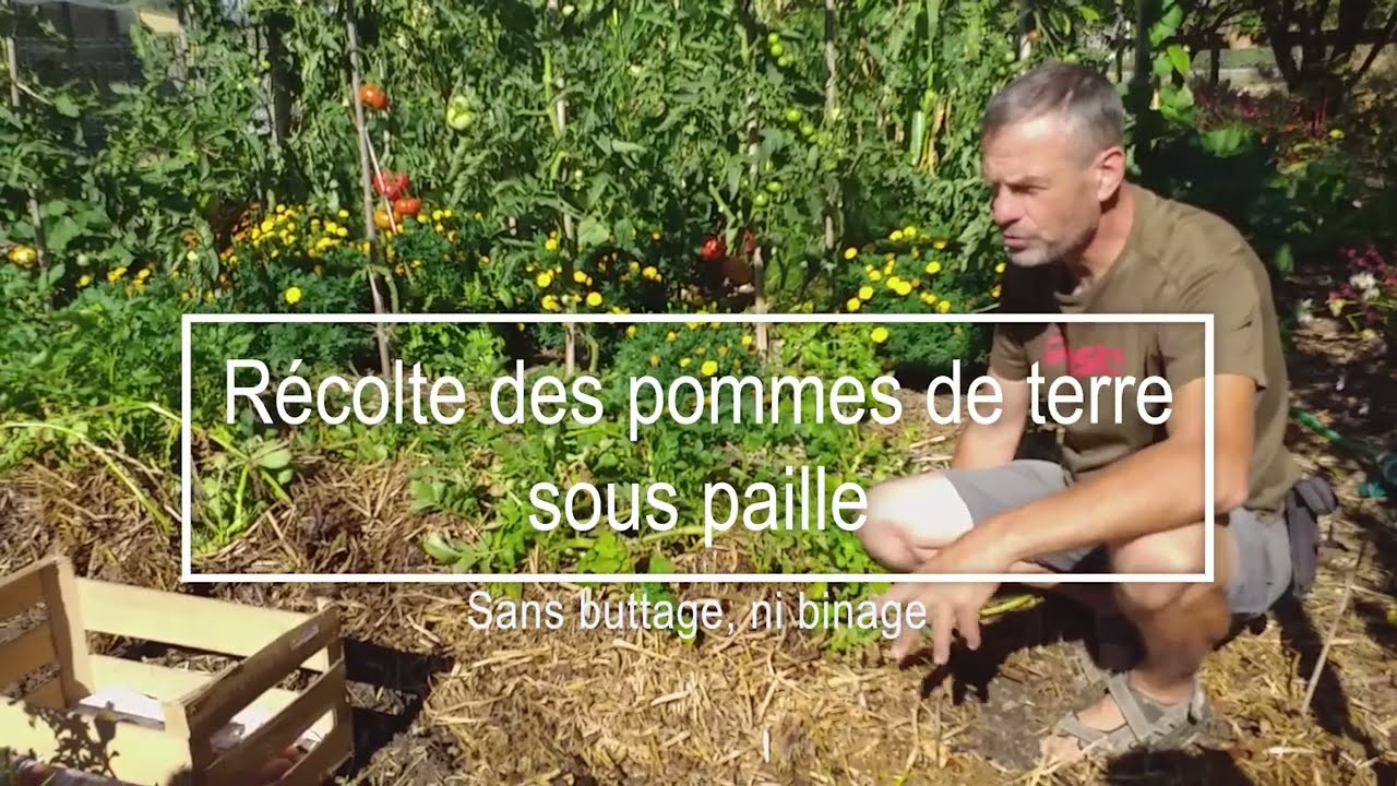 Récolte des pommes de terre sous paille