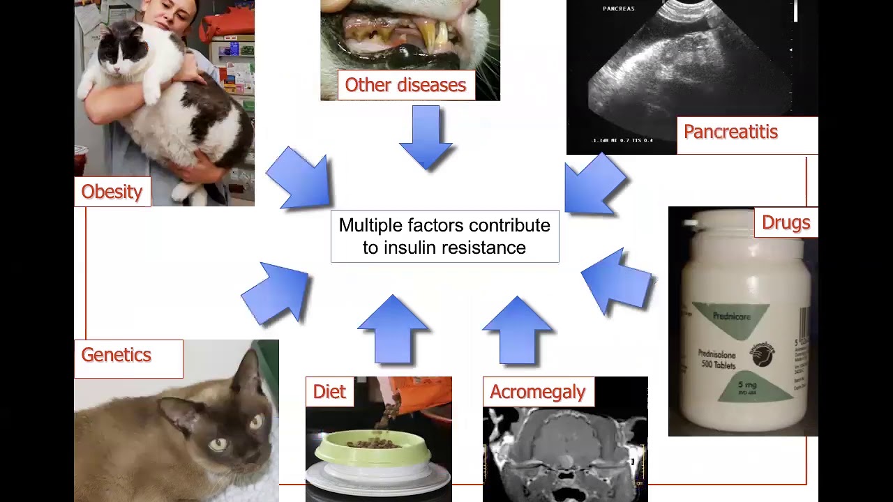 The Diabetic Cat - more than just insulin injections