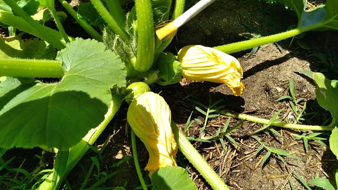 CULTIVOS PRIMAVERA-VERANO - TOMATE - ZAPALLITO - ZUCCHINI - ACELGA - EVOLUCIÓN SIEMBRA PLANTACIÓN