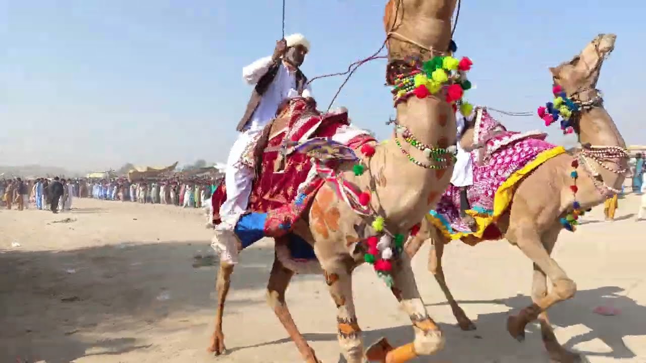 Camel Desert Life in Camel raising sass 