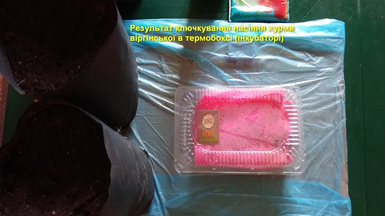 Результат ключкування насіння хурми віргінської в термобоксі (інкубаторі)