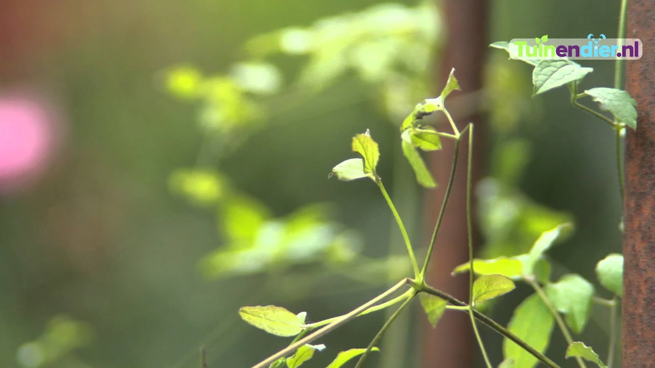Tuinendier.nl - Hoe kan ik Klimplanten Opbinden Langs een Muur, Hek of Pergola?