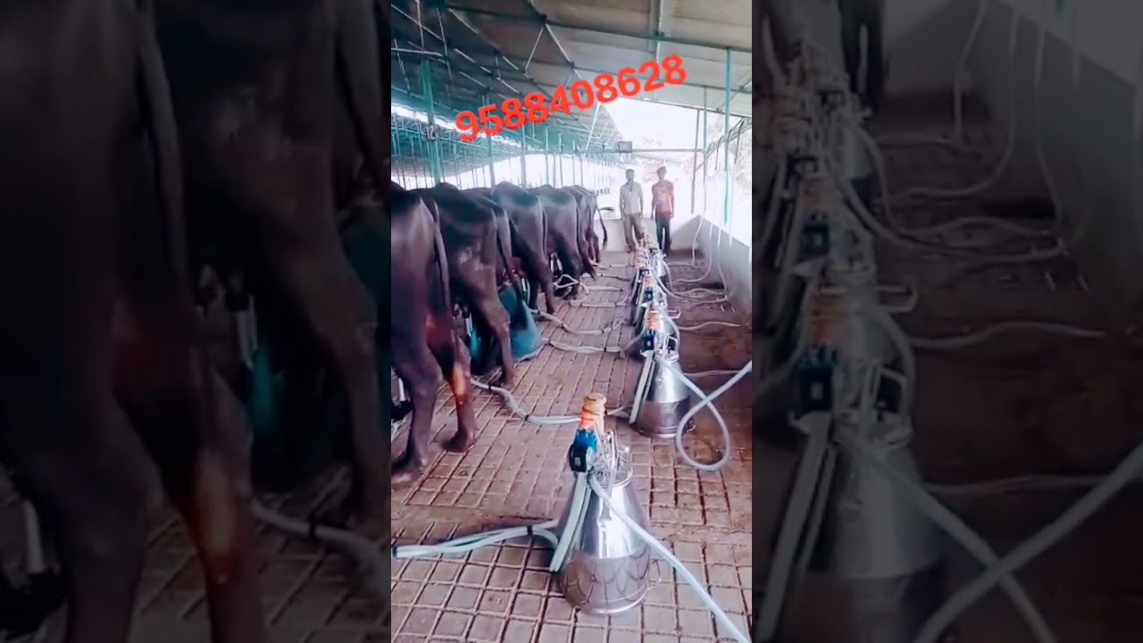 Milking machine Buffalo 
