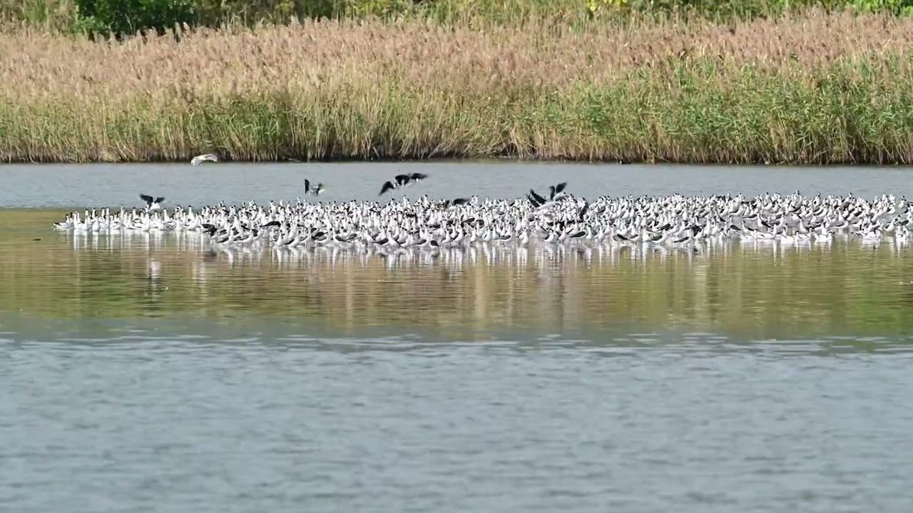 下埔綠色隧道:四十甲溼地 Yilan County, Toucheng Township Jan 17,2026