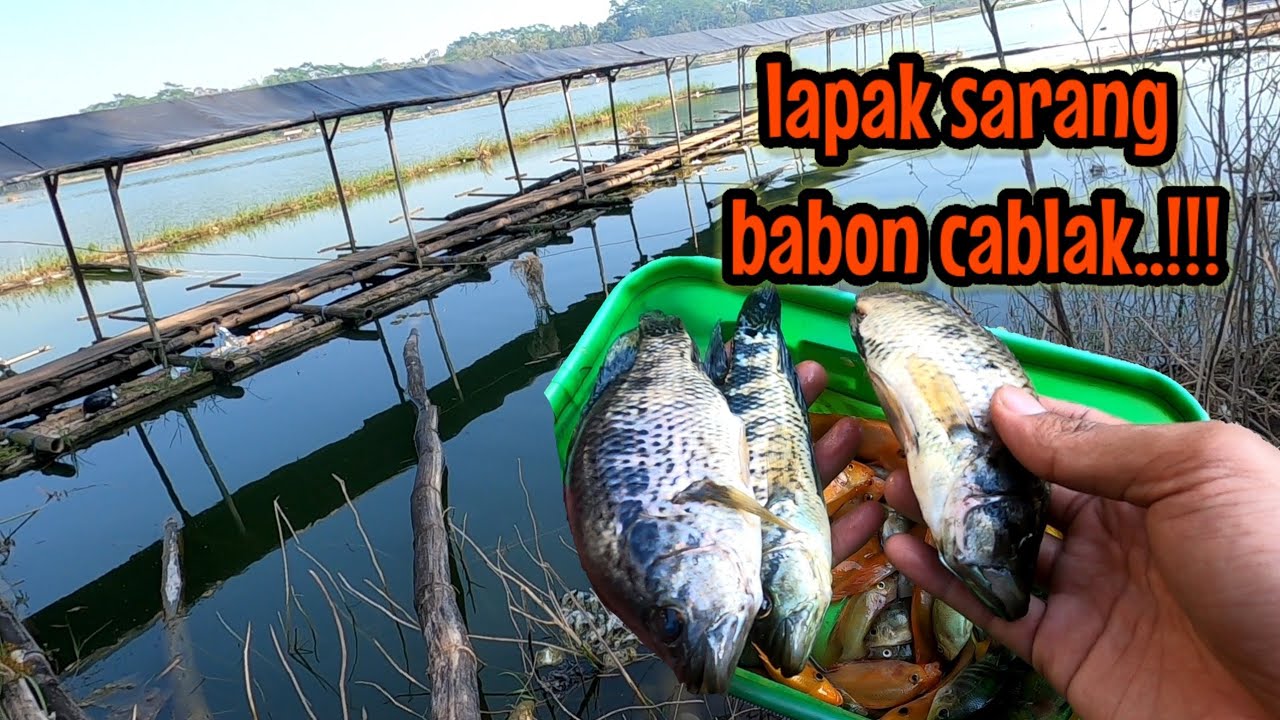 LAPAK SARANG BABON CABLAK‼️TIAP KESINI SELALU PANEN || mancing ikan red devil NAHOL MANIA