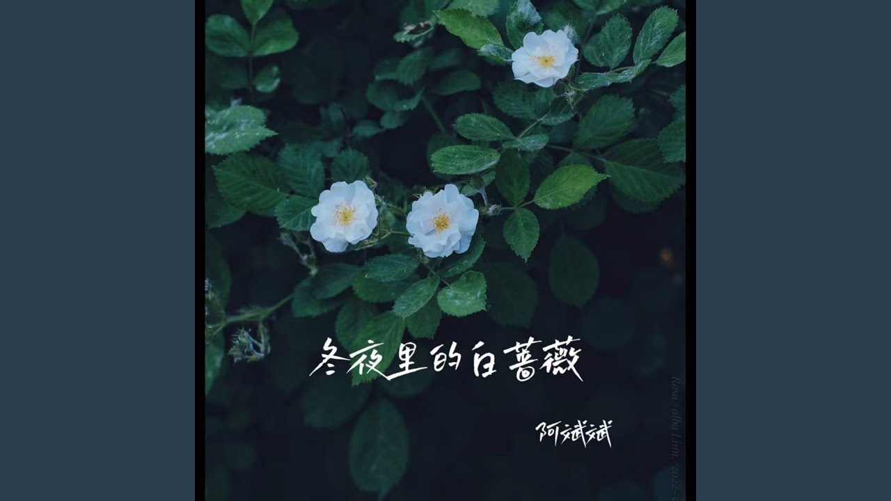 冬夜里的白蔷薇