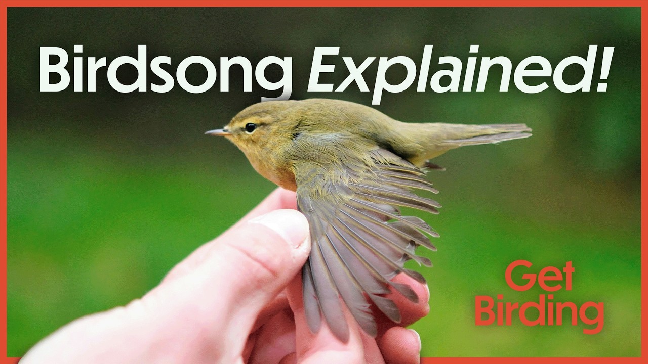 The Science & Magic of Birdsong with Jason Singh | Birdwatching for Beginners! | Get Birding Podcast