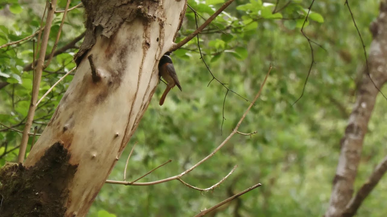 Common Redstarts bringing food to the nest in slow motion.