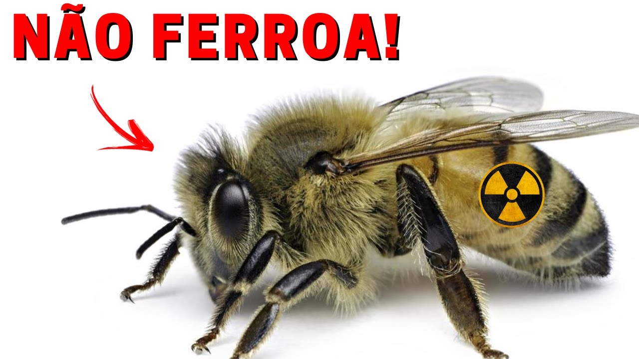 Saiba como é possível ABELHAS Apis mellifera não ferroar