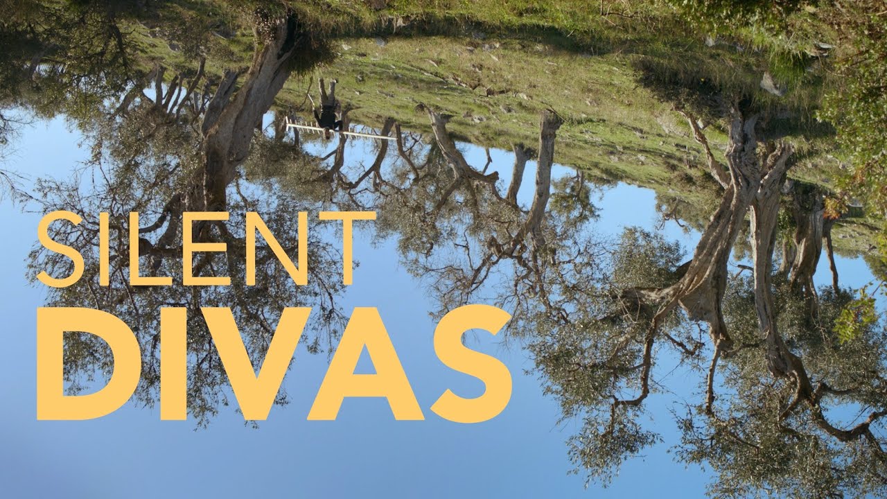 SILENT DIVAS - an ancient olive grove in rural Italy