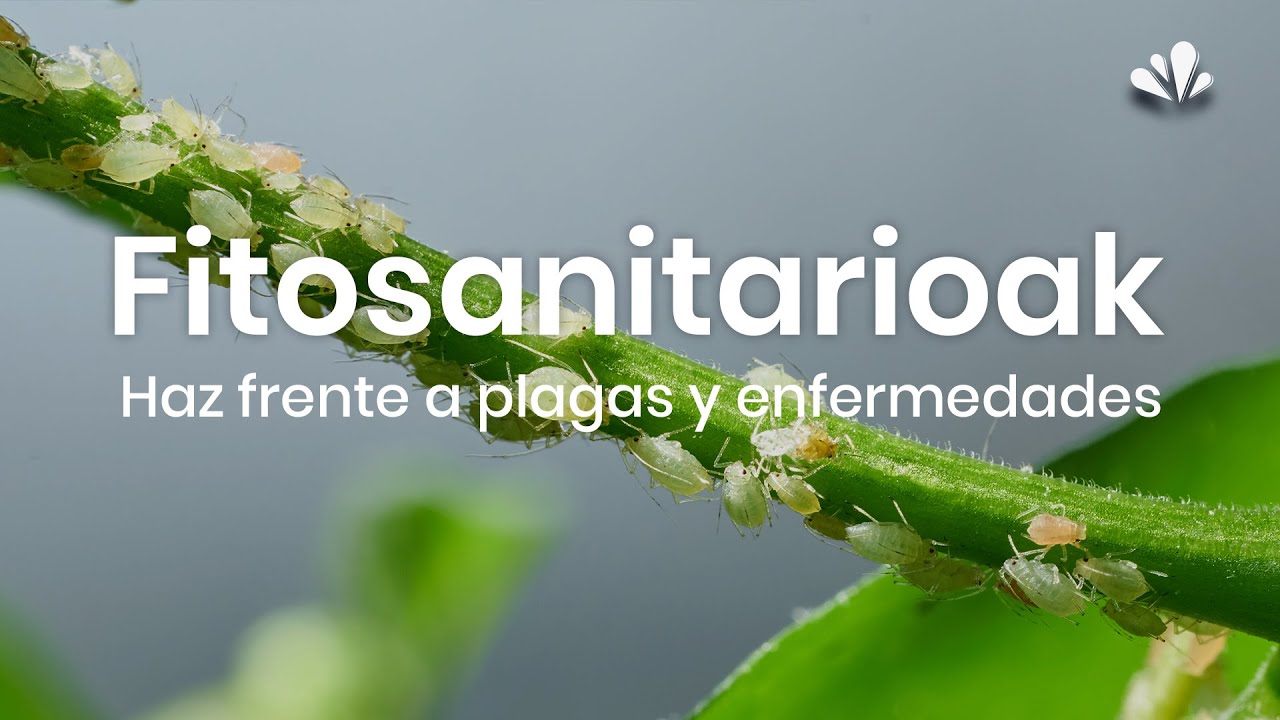 Protege tus Plantas en Verano 🌿 | Fitosanitarios y Productos Ecol&oacute;gicos contra Plagas y Enfermedades
