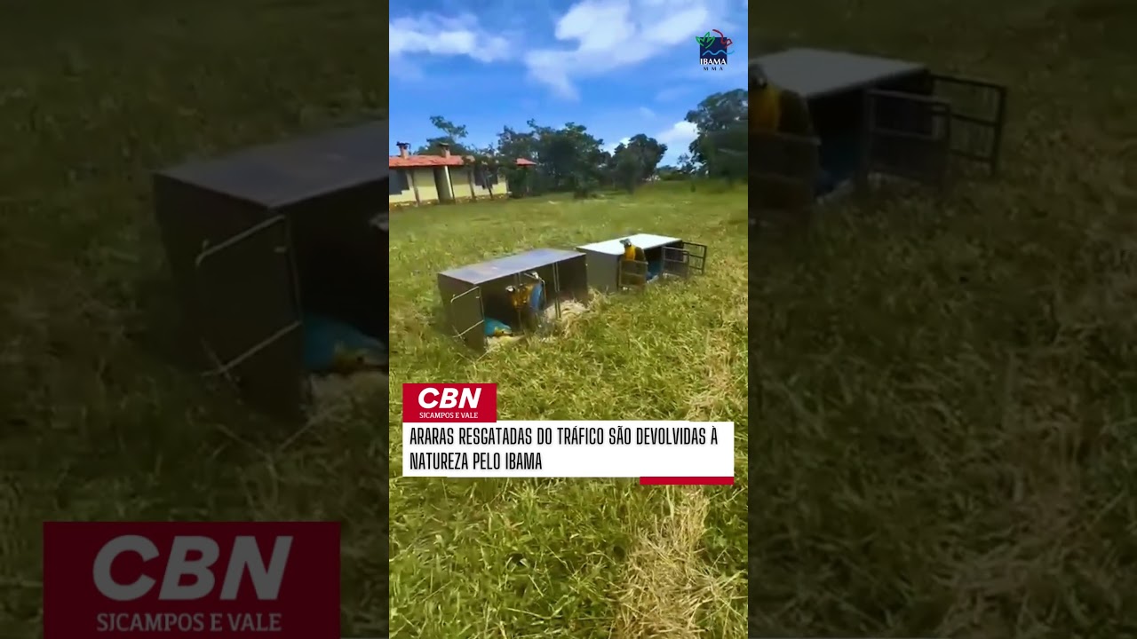 Araras resgatadas do tráfico são devolvidas à natureza pelo IBAMA
