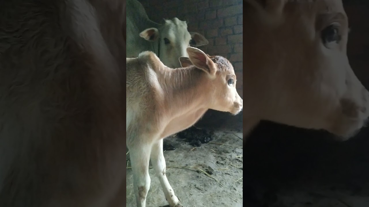 Cow🐄 Baccha milk water taurine cattle My Video  approval