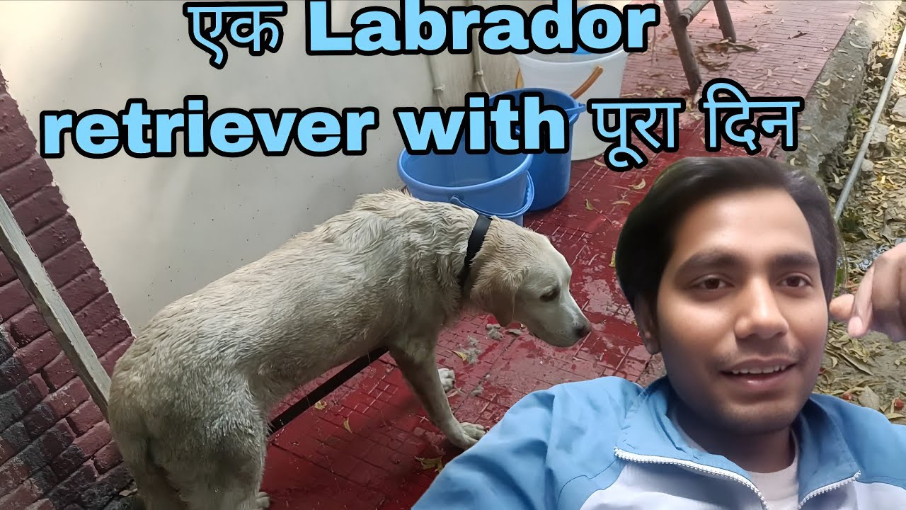 एक Labrador retriever with पूरा दिन  #pets  #labrador @Deepakvlogs-DK-V