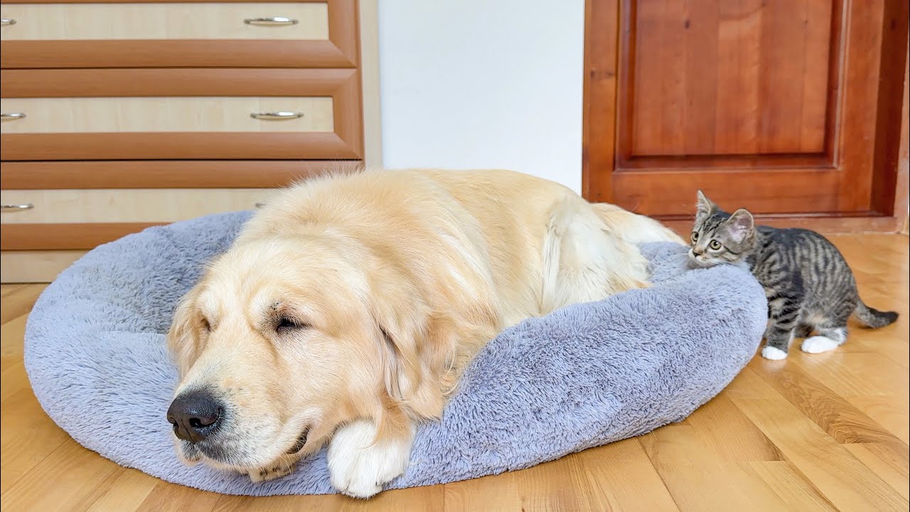 What Does a Tiny Kitten do When It Finds a Sleeping Golden Retriever [CUTEST VIDEO EVER]