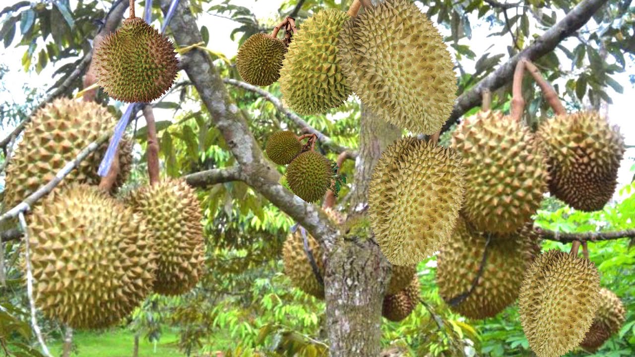 Woow..Panen Durian Montong Pinggir Rumah Omset Sampe Puluhan Juta