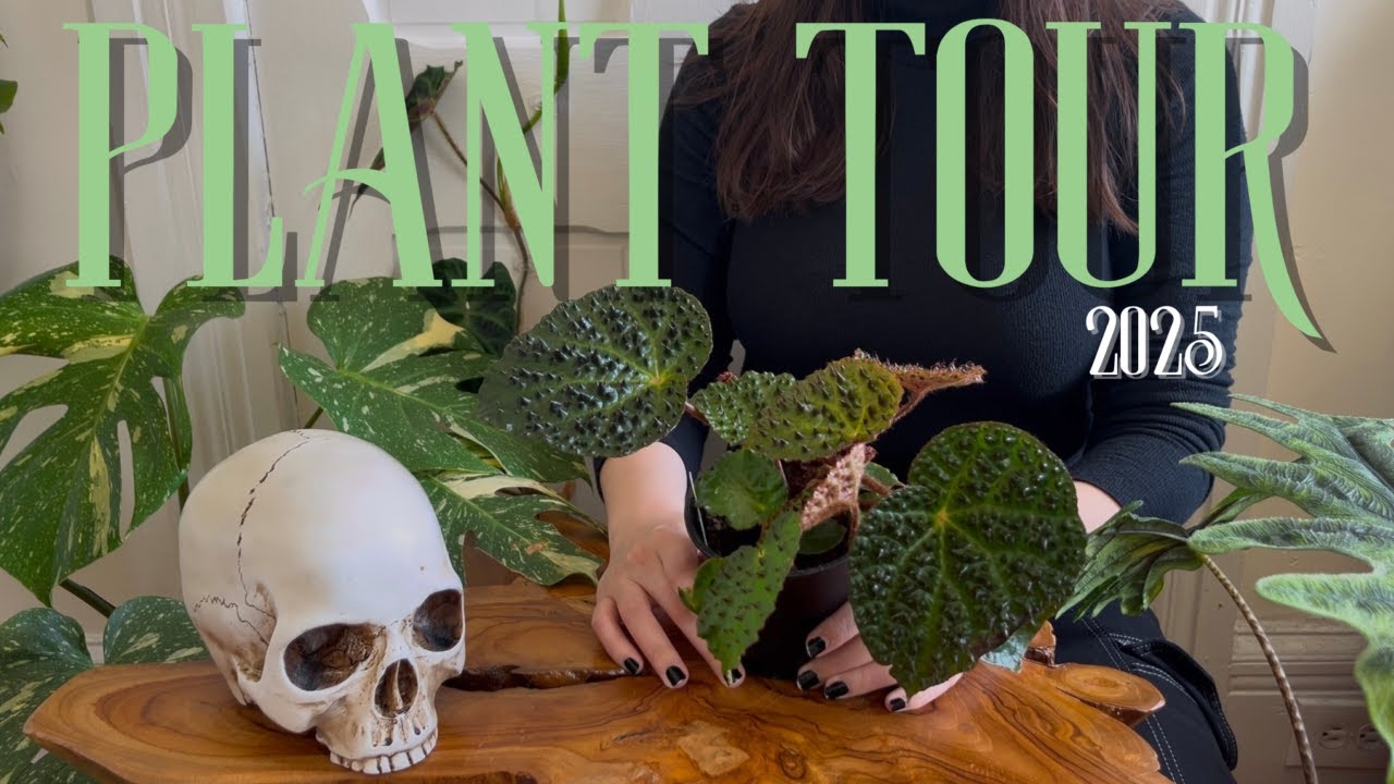 Full Houseplant Tour 2025 | Rare + Common Plants