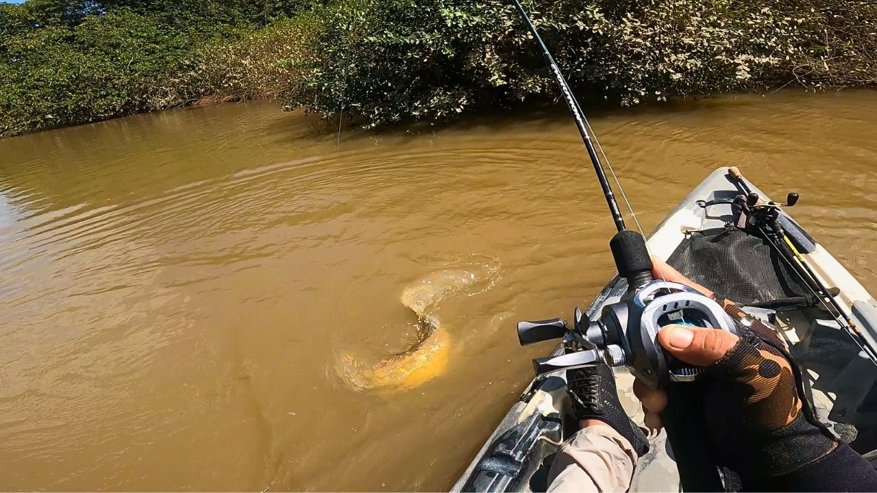 Momentos Perigosos com a Vida Selvagem Brasileira: Encontros Inesperados na Amazônia