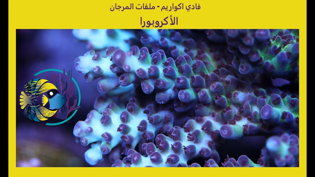 كيفية العناية بالمرجان الصلب الاكروبورا - ملفات  المرجان - الاكروبورا