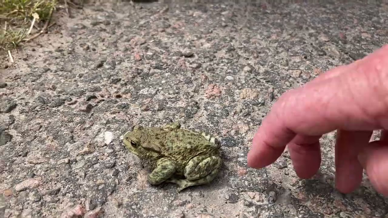 Padda. Grodor hoppar, paddor kravlar&hellip;eller?