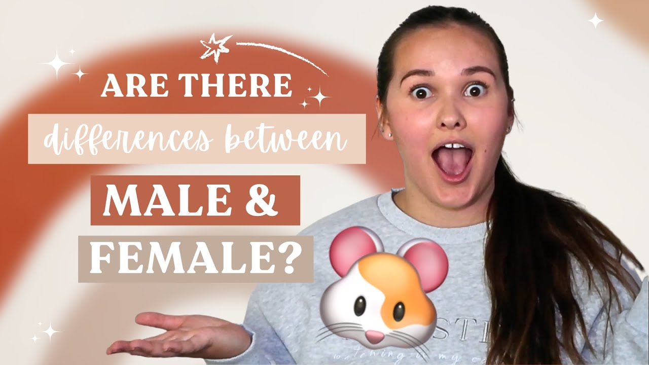 What are the DIFFERENCES between Male & Female HAMSTERS?! (which is better as a PET?!)