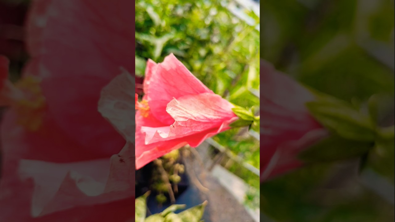 beautiful garden cinematic shot #trending #garden #cinematic #youtubeshorts