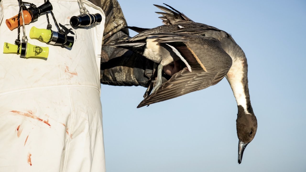 North Dakota Duck Hunting - Water VS Corn Field