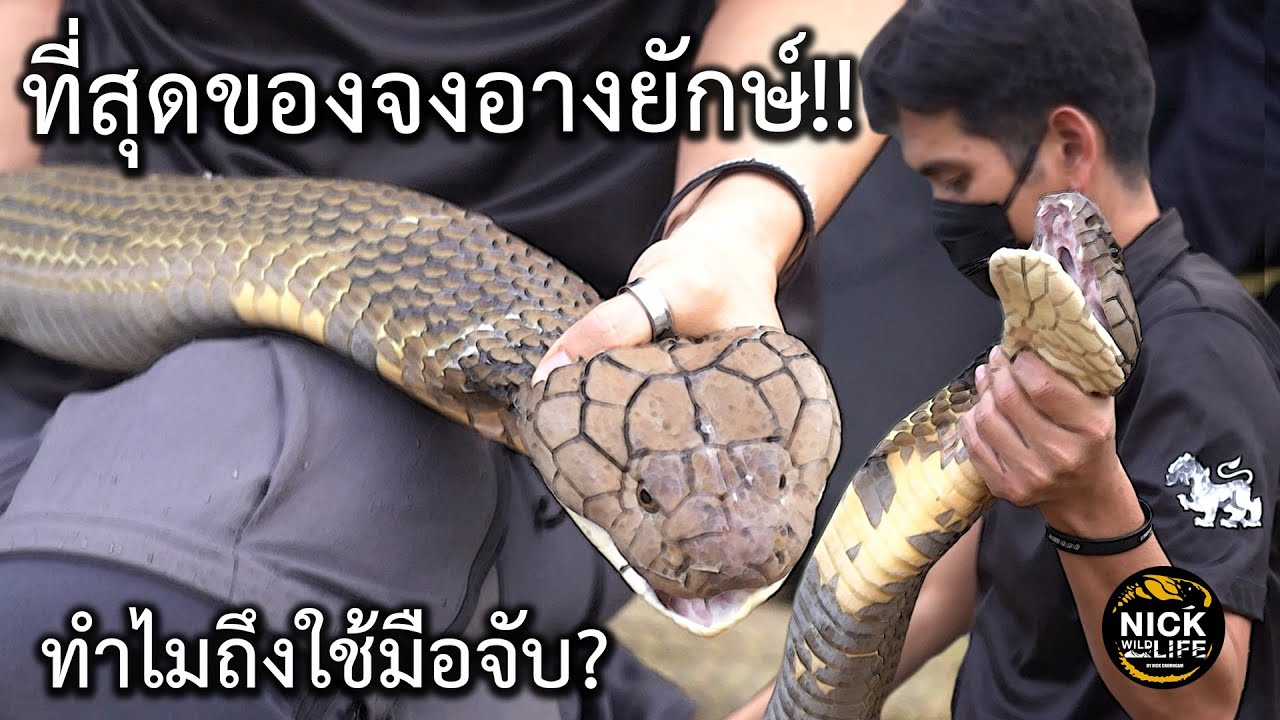 Giant King cobra ลุยดิบ EP.22 ที่สุดแห่งโคตรจงอางยักษ์ ทำไมใช้มือจับ?