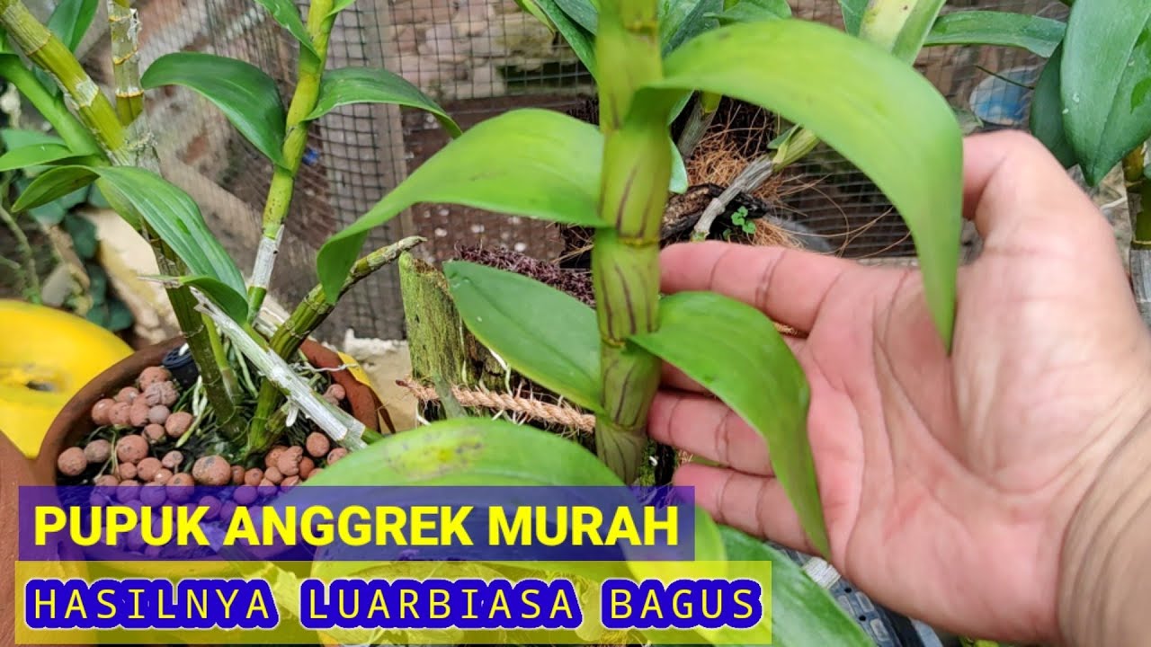 PUPUK ANGGREK MURAH, MEMBUAT SUBUR & RAJIN BERBUNGA.