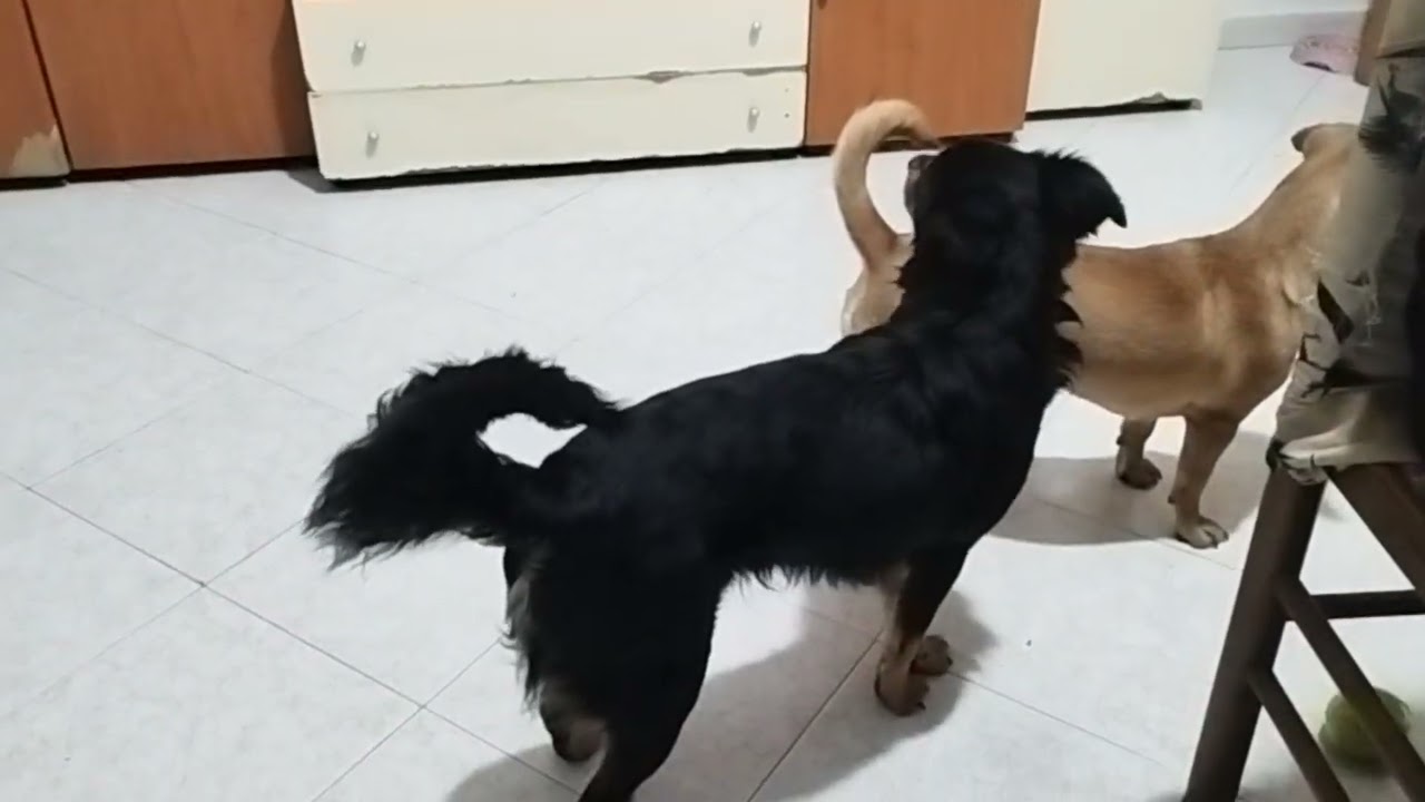 Miei cani giocano wrestling 😂😂😂😂😱