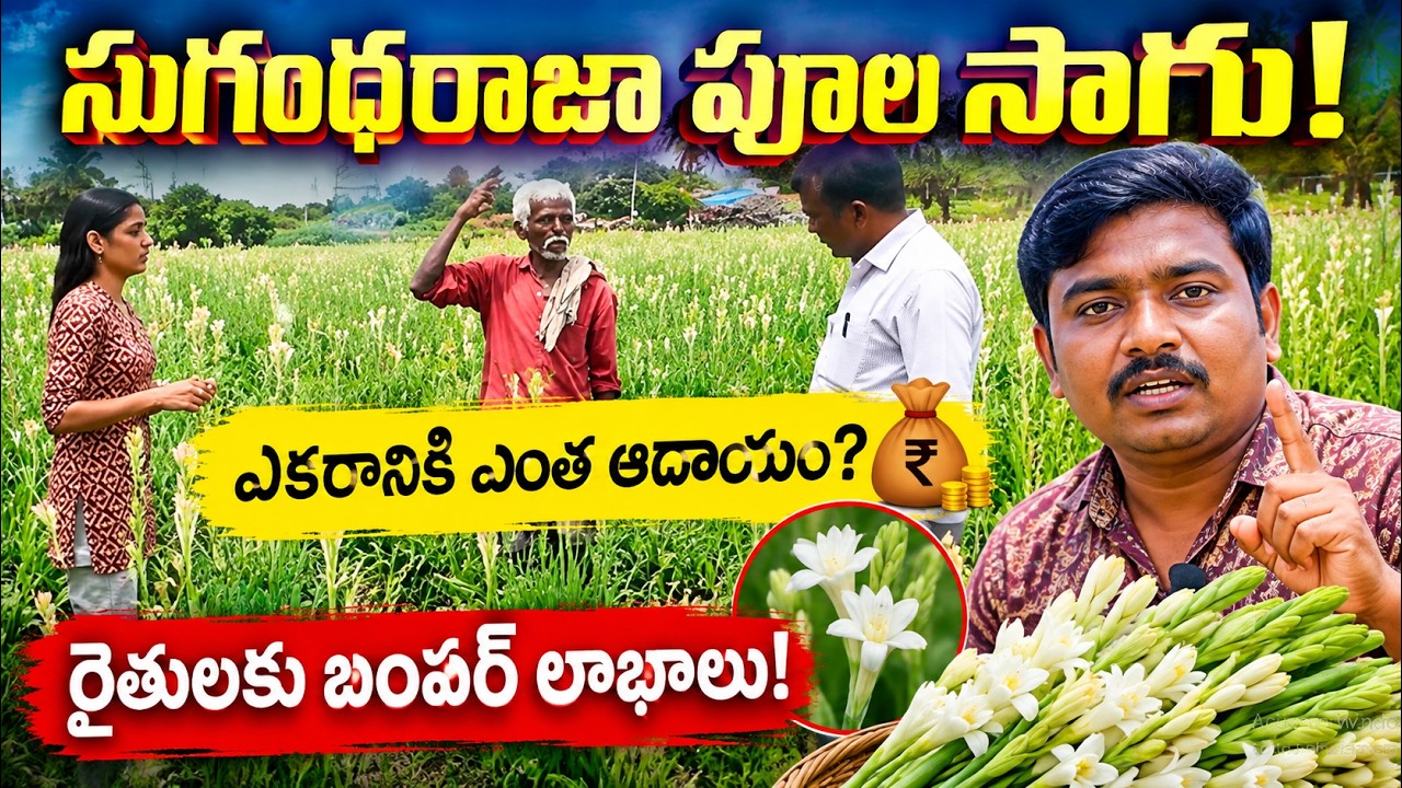 Tuberose Flower Farming in Telugu High Demand Seasonal Business