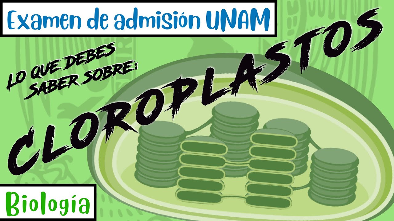 Estructura y Funci&oacute;n de los Cloroplastos || Biolog&iacute;a UNAM