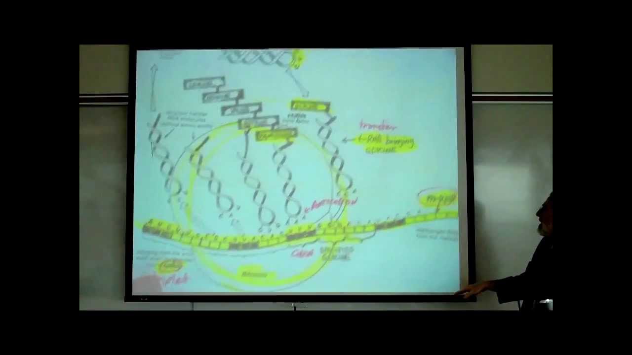 TRANSCRIPTION, TRANSLATION & THE FORMATION OF UREA & URIC ACID by Professor Fink