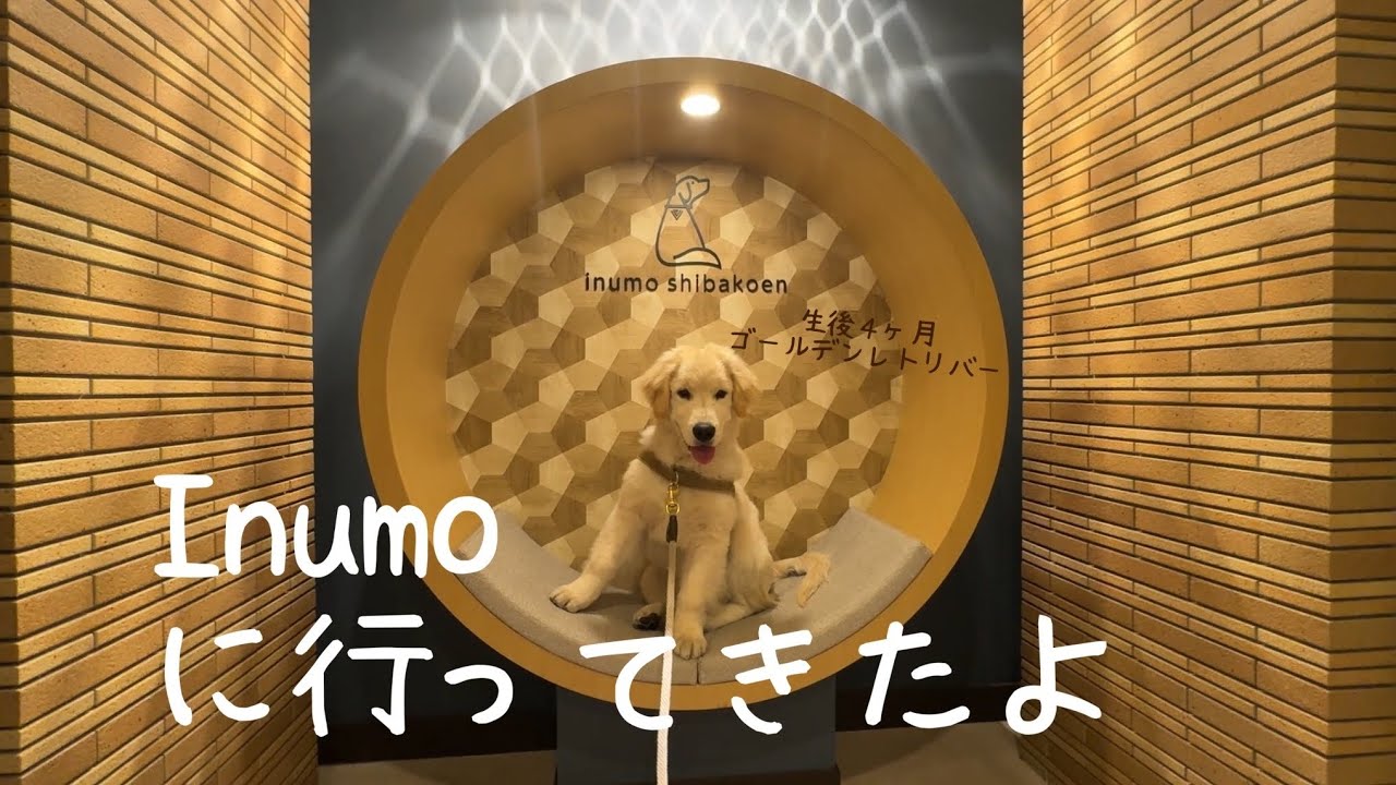 【生後４ヶ月ゴールデンレトリバー】初めての車でお出かけ！Inumo Shibakoenに行ってきたよ！