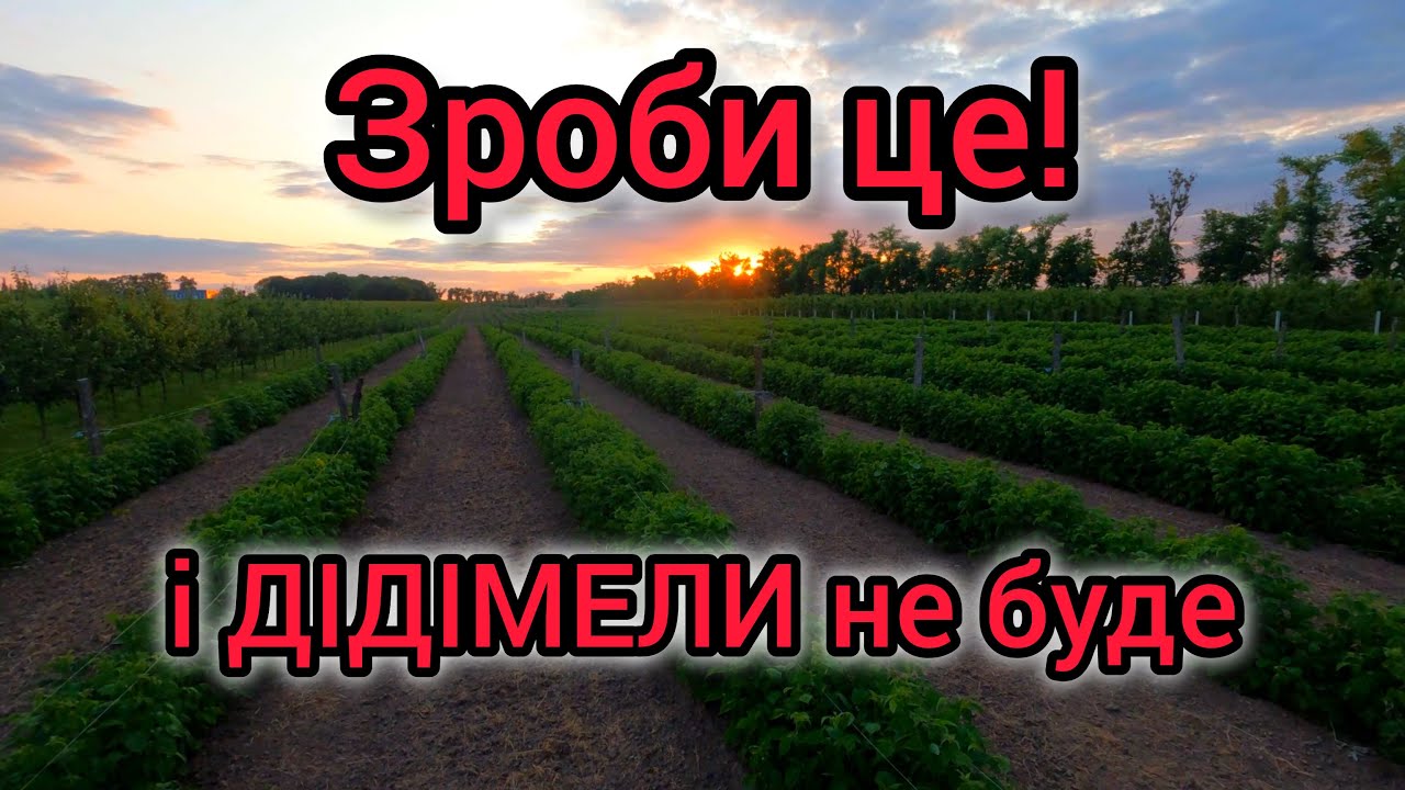 Врожаю не буде якщо є Дідімела. Як вилікувати малину від Дідімели (Пурпурова плямистість).