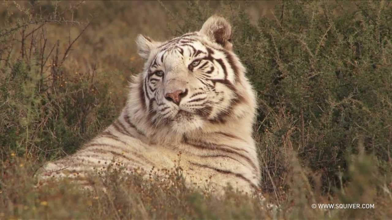 Tigers and Leopards