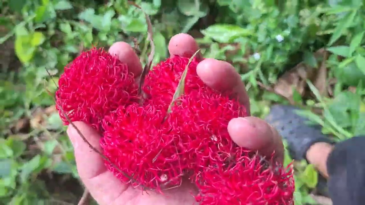 Сбор гигантского рамбутана (Nephelium cuspidatum) на Борнео