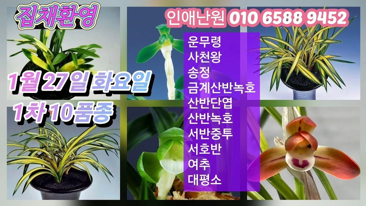 1월 27일 화/1차 운무령 사천왕 송정 금계산반녹호 산반단엽 산반녹호 서반중투 서호반 여추 대평소 10품종 판매합니다