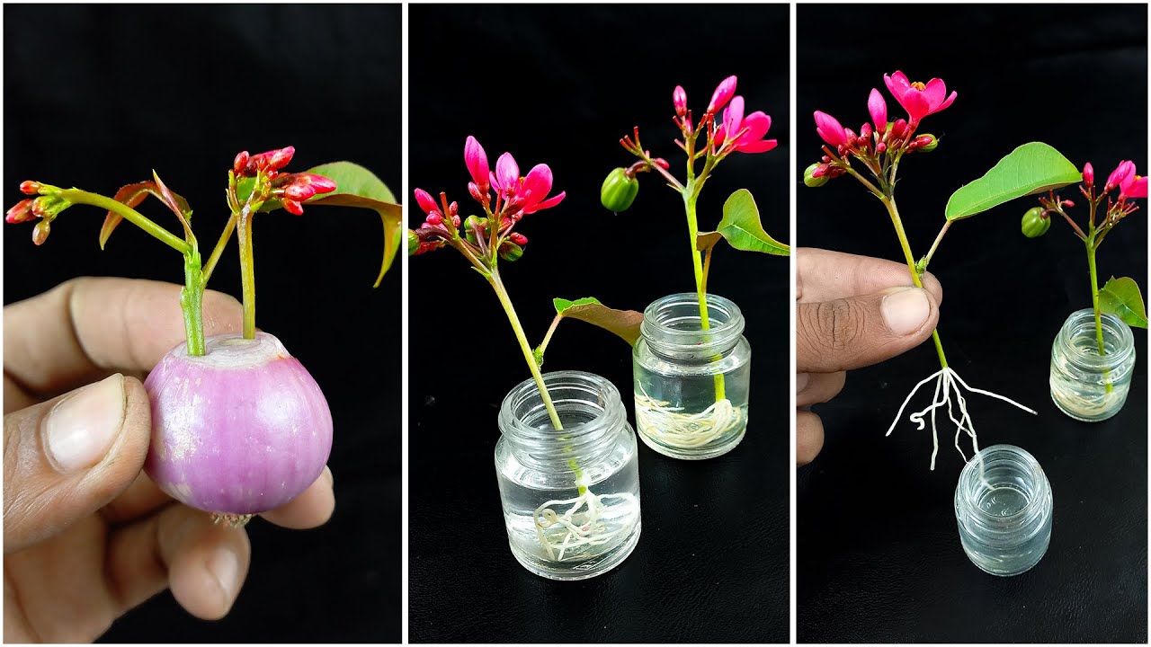 Simple way to grow jatropha plant from cuttings || How to grow jatropha plant from cuttings