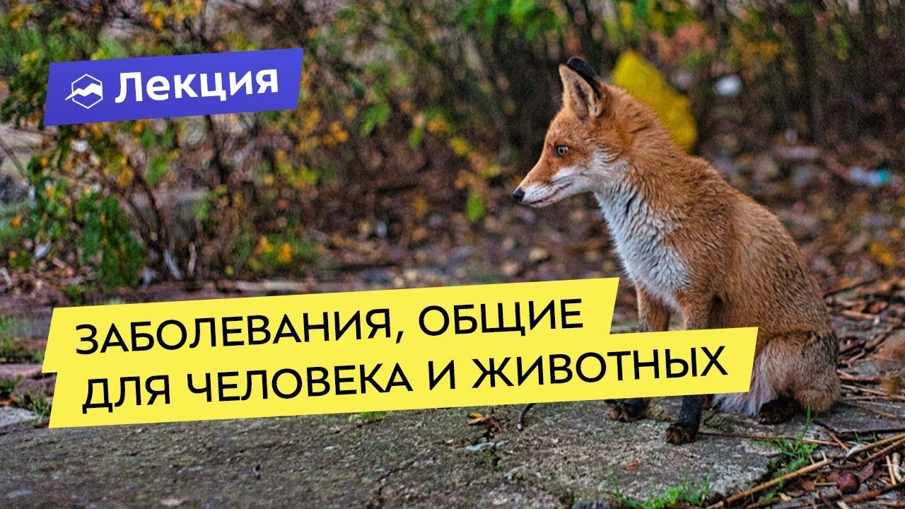 Заболевания, общие для человека и животных, меры профилактики